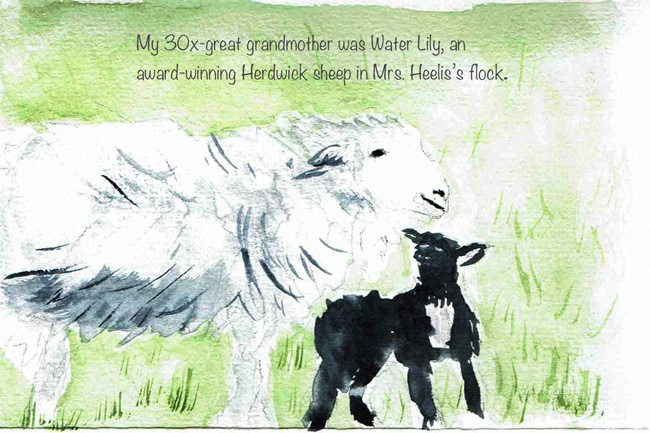 My 30x-great grandmother was Water Lily, an award-winning Herdwick sheep in Mrs. Heelis' flock.