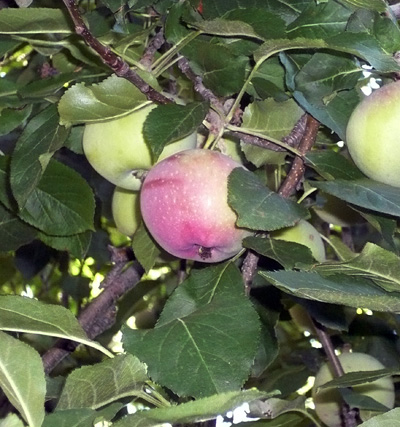 MKAppleTree