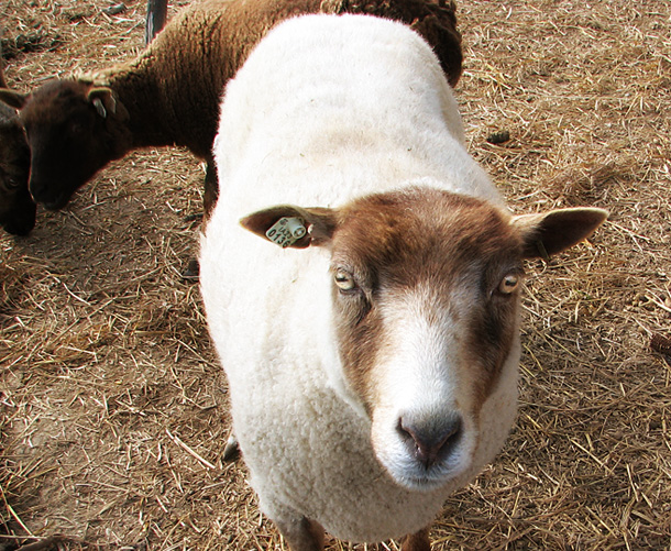 cutie pie sheep!